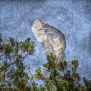 Painted Egret Landing unedited-2